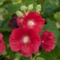 20 Pcs Hollyhock COUNTRY ROMANCE RED Alcea Rosea Flower Seeds