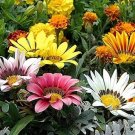 20 Pcs Gazania Splendens Mixed Flower Seeds