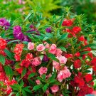 40 Pcs Mix Colorful Garden Balsam Impatiens Balsamina Fresh Flower Seeds 40 Pcs Mix Colorful Garden Balsam Impatiens Balsamina Fresh Flower Seeds
