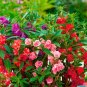 40 Pcs Mix Colorful Garden Balsam Impatiens Balsamina Fresh Flower Seeds