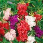 40 Pcs Mix Colorful Garden Balsam Impatiens Balsamina Fresh Flower Seeds