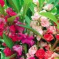 40 Pcs Mix Colorful Garden Balsam Impatiens Balsamina Fresh Flower Seeds