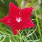 10 Pcs Red Cypress Vine Humming Bird Vine Perennial Climbing Flowers Heirloom