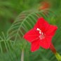 10 Pcs Red Cypress Vine Humming Bird Vine Perennial Climbing Flowers Heirloom