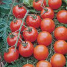 100 Pcs Dolce Vita Organic Cherry Tomato Seeds