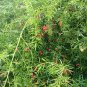 8 Pcs resh Perennial Asparagus Fern Seeds
