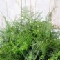 8 Pcs resh Perennial Asparagus Fern Seeds