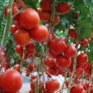 100 Pcs Tsifomandra Tomato Tree Seeds