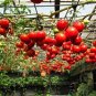 100 Pcs Tsifomandra Tomato Tree Seeds