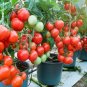100 Pcs Tsifomandra Tomato Tree Seeds