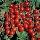 100 Pcs Heirloom Tess's Landrace Cherry Tomato Seeds 100 Pcs Heirloom Tess's Landrace Cherry Tomato Seeds