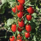 100 Pcs Heirloom Ukraine Red Peal Tomato Seeds 100 Pcs Heirloom Ukraine Red Peal Tomato Seeds