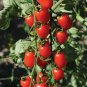 100 Pcs Heirloom Ukraine Red Peal Tomato Seeds