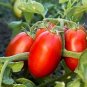 100 Pcs Heirloom Ukraine Red Peal Tomato Seeds