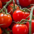 100 Pcs Adelebe Bright Red Big Tomato Seeds 100 Pcs Adelebe Bright Red Big Tomato Seeds