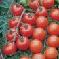 100 Pcs Adelebe Bright Red Big Tomato Seeds