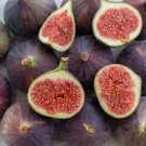 6 Pcs Ficus carica L. Purple Patlican Fig Fresh Seeds 6 Pcs Ficus carica L. Purple Patlican Fig Fresh Seeds