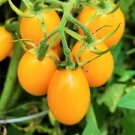20 Pcs Roma Yellow Little Tomato Plant, Organic Edible Tomato, Non-gmo seeds