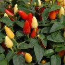 60 Pcs WHITE FERAL POD PEPPER SEEDS PRAIRIE FIRE EDIBLE 60 Pcs WHITE FERAL POD PEPPER SEEDS PRAIRIE FIRE EDIBLE