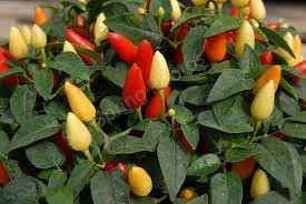 60 Pcs WHITE FERAL POD PEPPER SEEDS PRAIRIE FIRE EDIBLE
