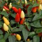 60 Pcs WHITE FERAL POD PEPPER SEEDS PRAIRIE FIRE EDIBLE