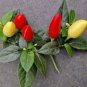 60 Pcs WHITE FERAL POD PEPPER SEEDS PRAIRIE FIRE EDIBLE