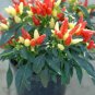 60 Pcs WHITE FERAL POD PEPPER SEEDS PRAIRIE FIRE EDIBLE