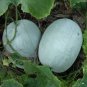 12 Pcs Wax Gourd White Skin Fuzzy Winter MelonWhite Ash Benincasa Hispida Seeds