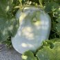 12 Pcs Wax Gourd White Skin Fuzzy Winter MelonWhite Ash Benincasa Hispida Seeds