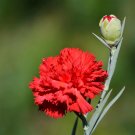 50 Pcs Heirloom Big Red Pink Carnation Flowers 50 Pcs Heirloom Big Red Pink Carnation Flowers