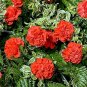 50 Pcs Heirloom Big Red Pink Carnation Flowers