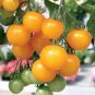 20 Pcs Yellow Round Tomato Plant, Organic Edible Tomato