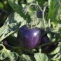 25 Pcs Indigo Rose PURPLE / BLUE TOMATO Organic NON-GMO seeds High Anthocyanin