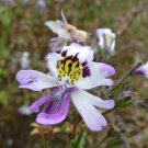30 Pcs Schizanthus Pinnatus Salpiglossia Sinuata Poor Man's Orchid Salpiglossis 30 Pcs Schizanthus Pinnatus Salpiglossia Sinuata Poor Man's Orchid Salpiglossis