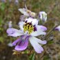 30 Pcs Schizanthus Pinnatus Salpiglossia Sinuata Poor Man's Orchid Salpiglossis