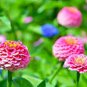 50 Pcs Zinnia Elegans Pink Youth-and-Old-Age with Little Flowers