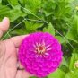 50 Pcs Zinnia Elegans Pink Youth-and-Old-Age with Little Flowers