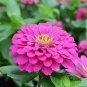 50 Pcs Zinnia Elegans Pink Youth-and-Old-Age with Little Flowers