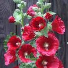 20 Pcs Bonsai Hollyhock COUNTRY ROMANCE RED Alcea Rosea Flower Seeds 20 Pcs Bonsai Hollyhock COUNTRY ROMANCE RED Alcea Rosea Flower Seeds