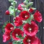 20 Pcs Bonsai Hollyhock COUNTRY ROMANCE RED Alcea Rosea Flower Seeds