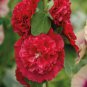 20 Pcs Bonsai Hollyhock COUNTRY ROMANCE RED Alcea Rosea Flower Seeds