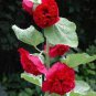 20 Pcs Bonsai Hollyhock COUNTRY ROMANCE RED Alcea Rosea Flower Seeds