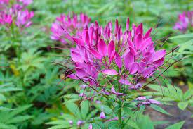 30 Pcs Spiny Spiderflower Cleome Spinosa Flower Seeds
