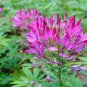 30 Pcs Spiny Spiderflower Cleome Spinosa Flower Seeds