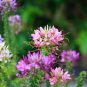 30 Pcs Spiny Spiderflower Cleome Spinosa Flower Seeds