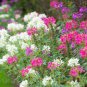 30 Pcs Spiny Spiderflower Cleome Spinosa Flower Seeds