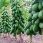 8 Pcs Fresh Organic Pawpaw Seeds Giant Red Lady Exotic Carica Papaya