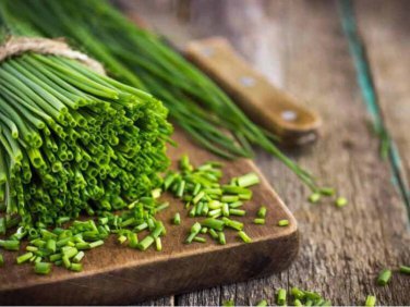 50 Pcs Yellow Chinese Chives Seeds, NON-GMO seeds, Great Vegetables Hotbed Chives