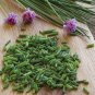 50 Pcs Yellow Chinese Chives Seeds, NON-GMO seeds, Great Vegetables Hotbed Chives