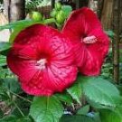 20 Pcs Heirloom Deep Red Hibiscus Bonsai Seeds 20 Pcs Heirloom Deep Red Hibiscus Bonsai Seeds
